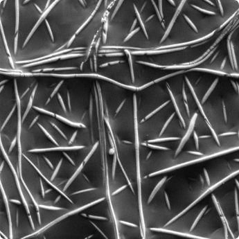 02 E-T FoV 10 um kopie