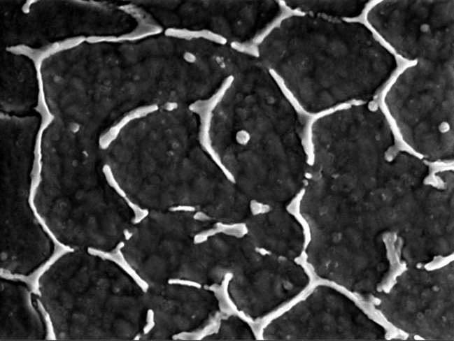 Cellular Substructures in Columnar Grains