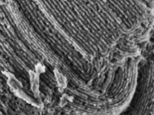 06_Mesoporous Silica acquired at 500 eV with Axial detector-1