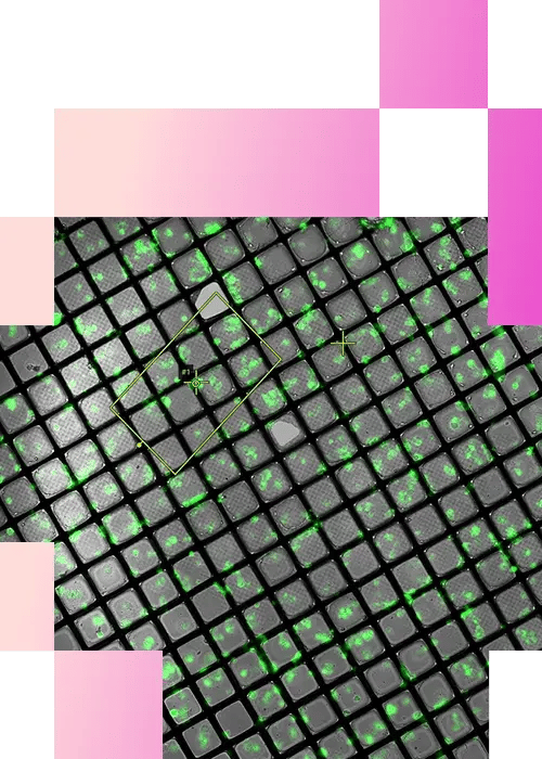 1-1-High-Precision Planar Lamella Preparation for Cryo-ET Using TESCAN Cryo-FIB-SEM-mobile