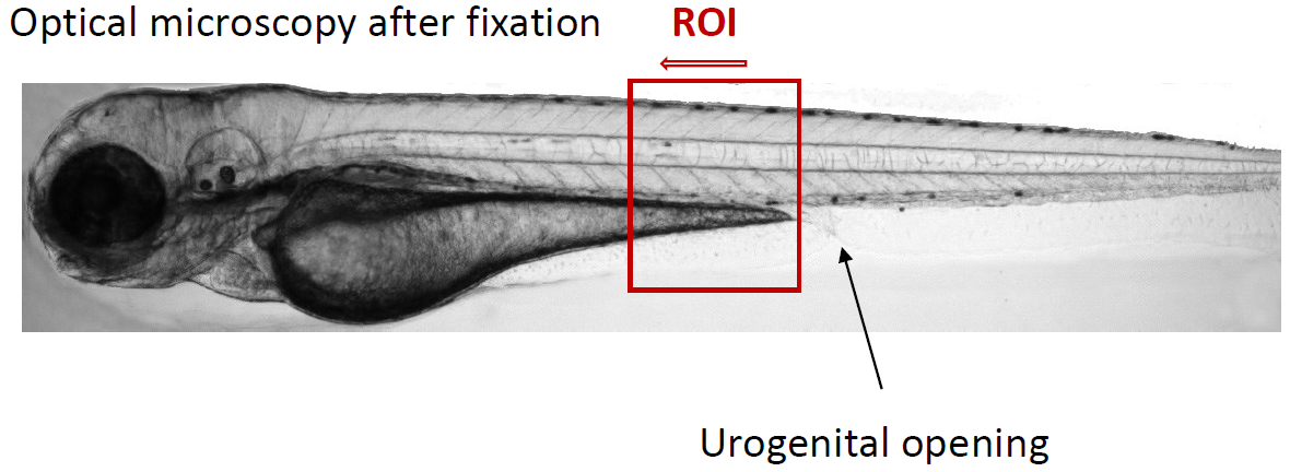 Correlate Whole-Organism Morphology with UHR 3D FIB-SEM Data