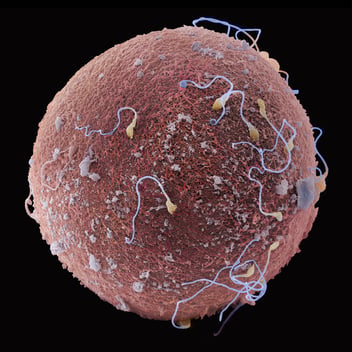 Human oocyte surface