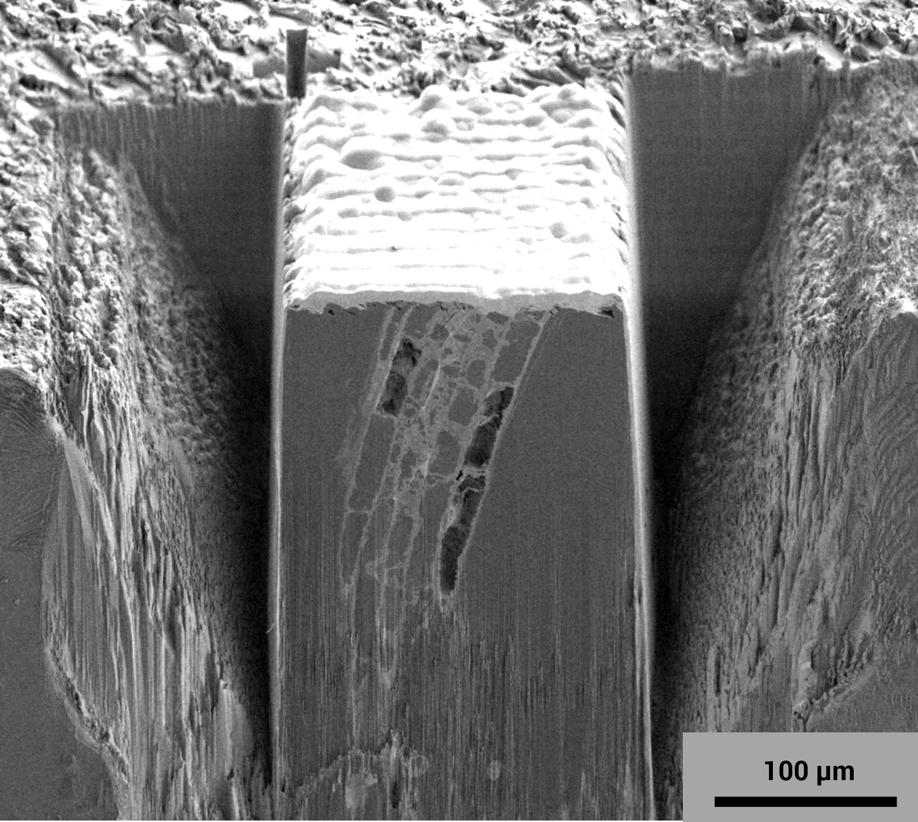 Image fine phloem structure in your region of interest with Tescan’s LE BSE detector
