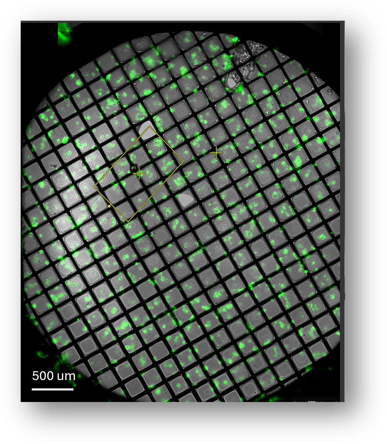 An overview of correlated