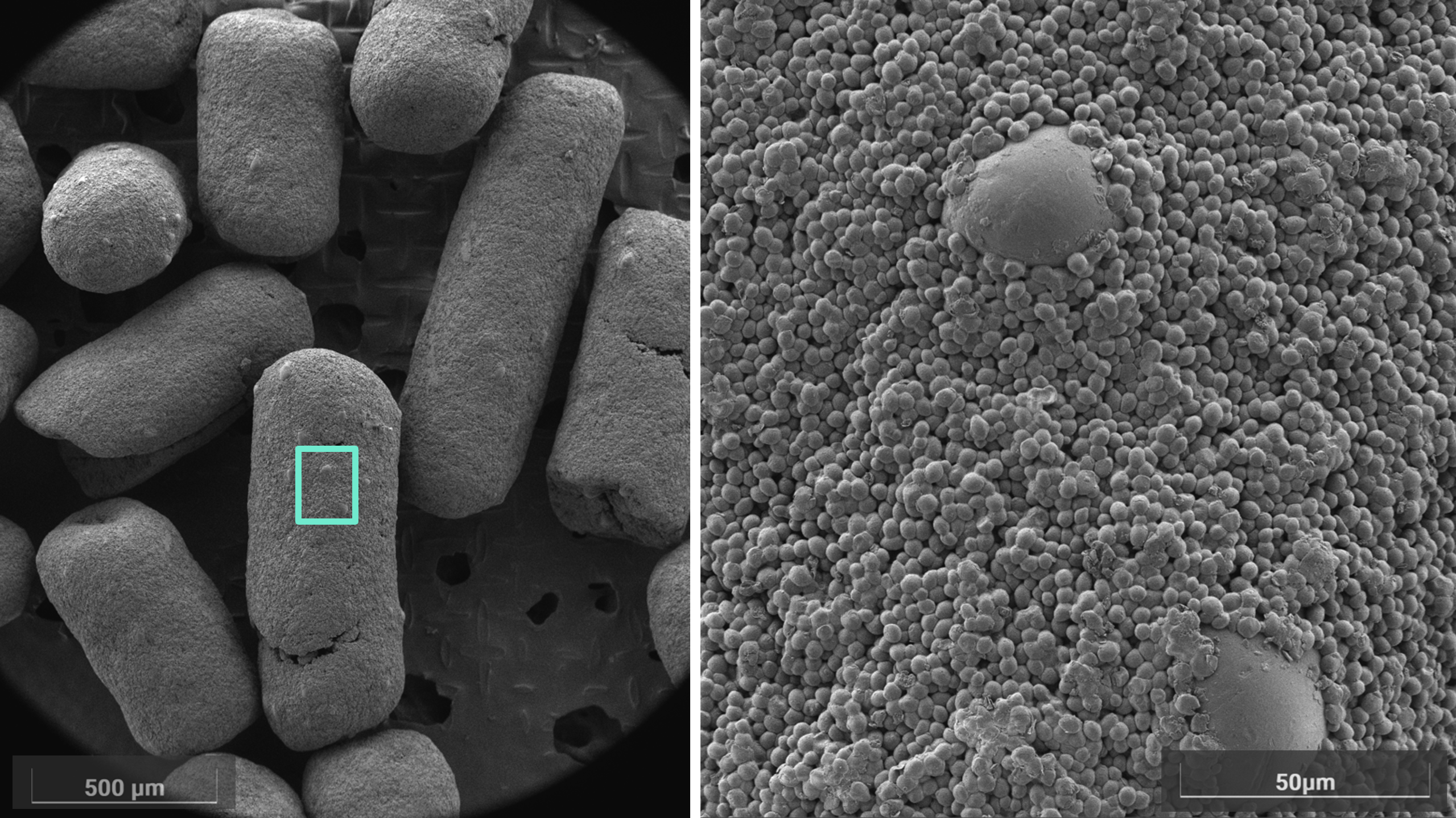 24yeasts_dry
