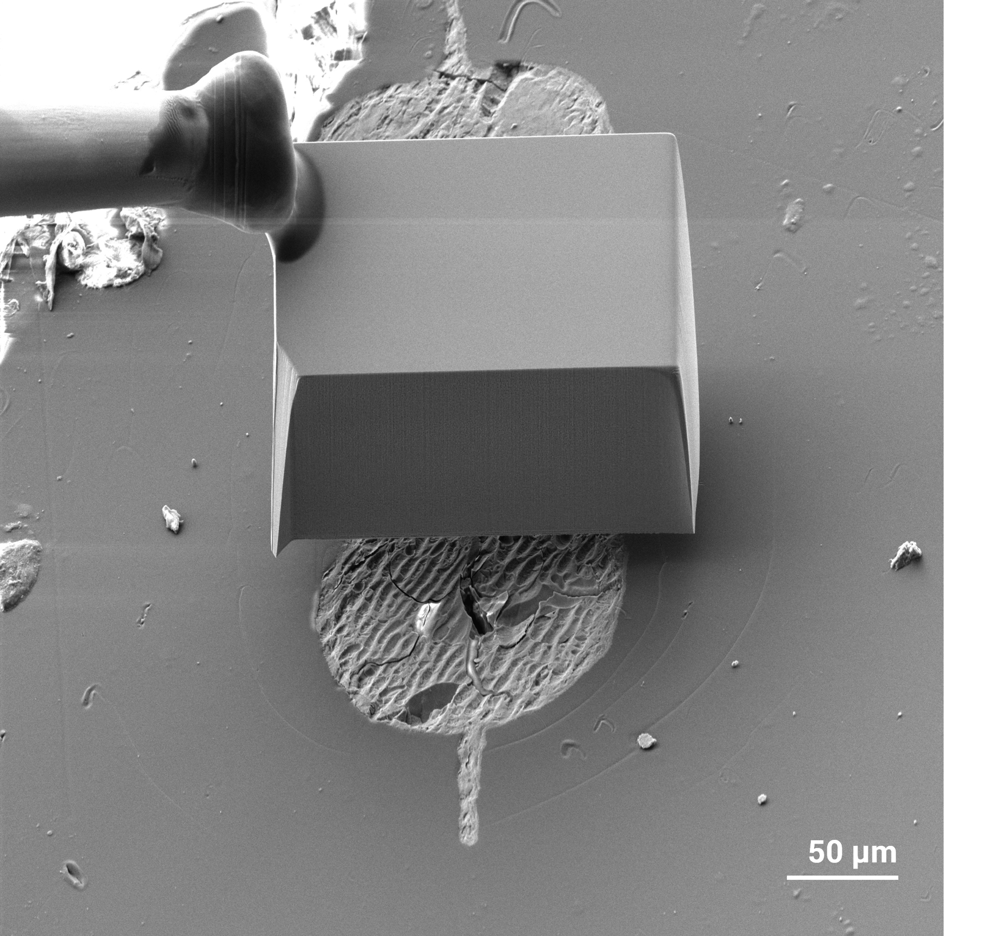 Stabilize and Protect Embryo Surfaces for the FIB milling
