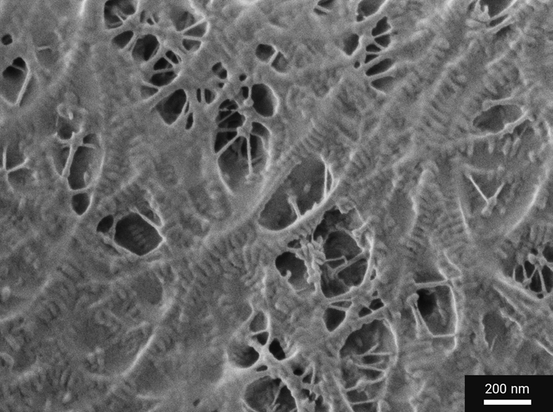 Low-voltage SEM observation of polymer-based battery separator surface, highlighting pore distribution and structural uniformity