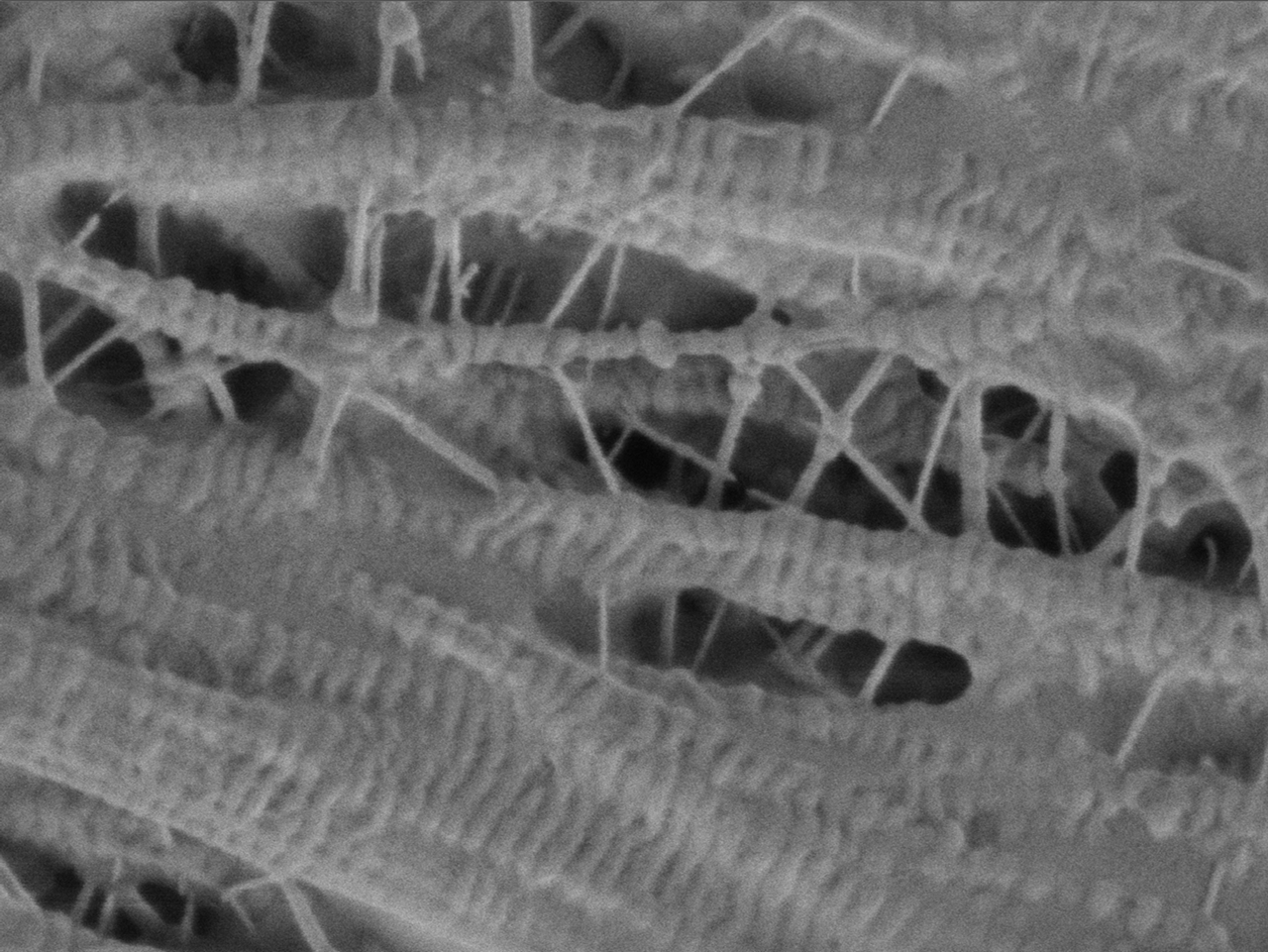 Visualize Depth and Layering at High Magnification