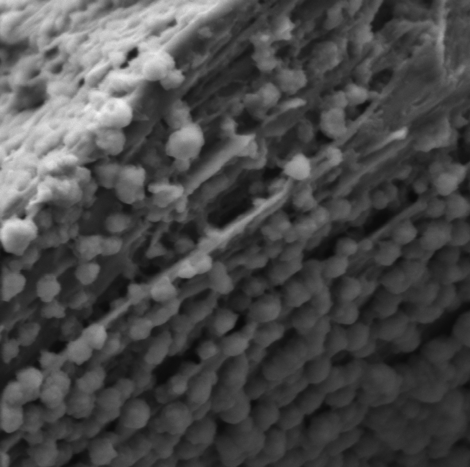 SEI-Covered Graphite Observed with High-Resolution SEM