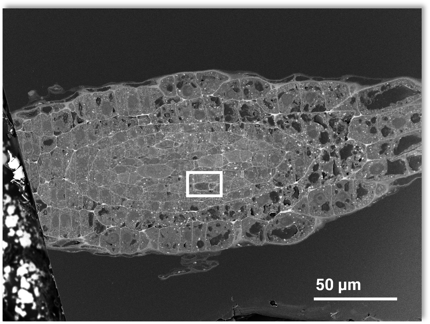RevealCellular Interfaces in Phloem Tissue with Precise SEM Imaging