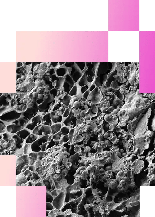 3-4-Microstructural Analysis of Dairy Products-mobile
