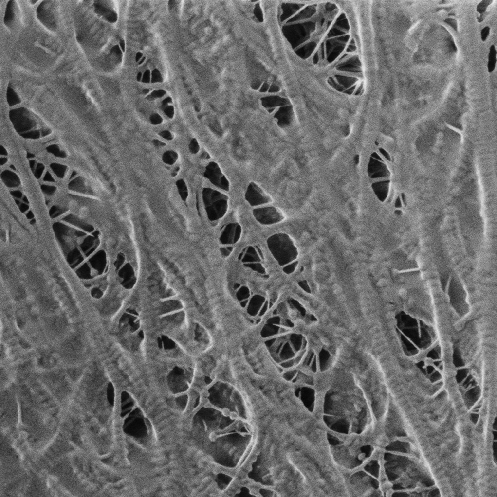 Assess Morphology to Guide Quality Assurance