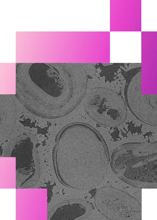 4-2-Multiscale imaging from core to pore-mobile