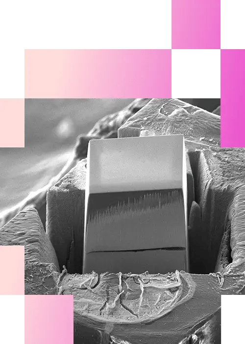 4-2-Plasma FIB-SEM Embryo-Maping-mobile