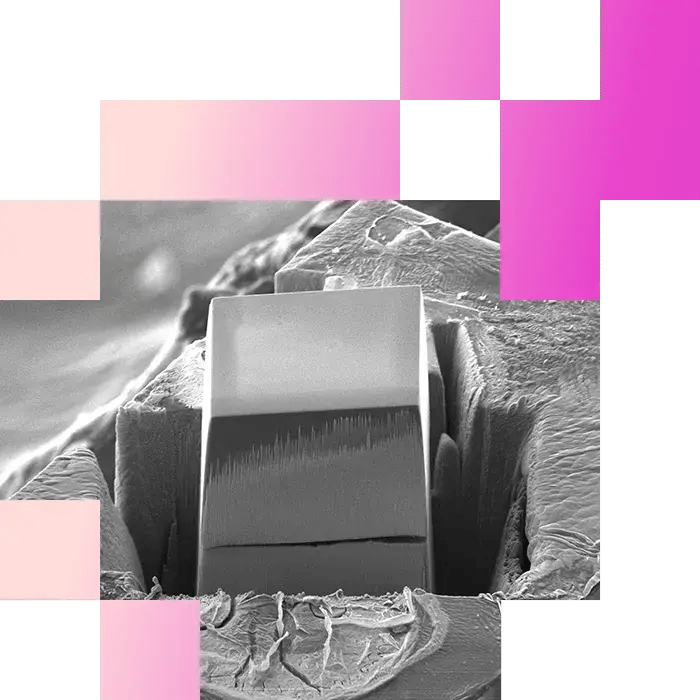 4-2-Plasma FIB-SEM Embryo-Maping