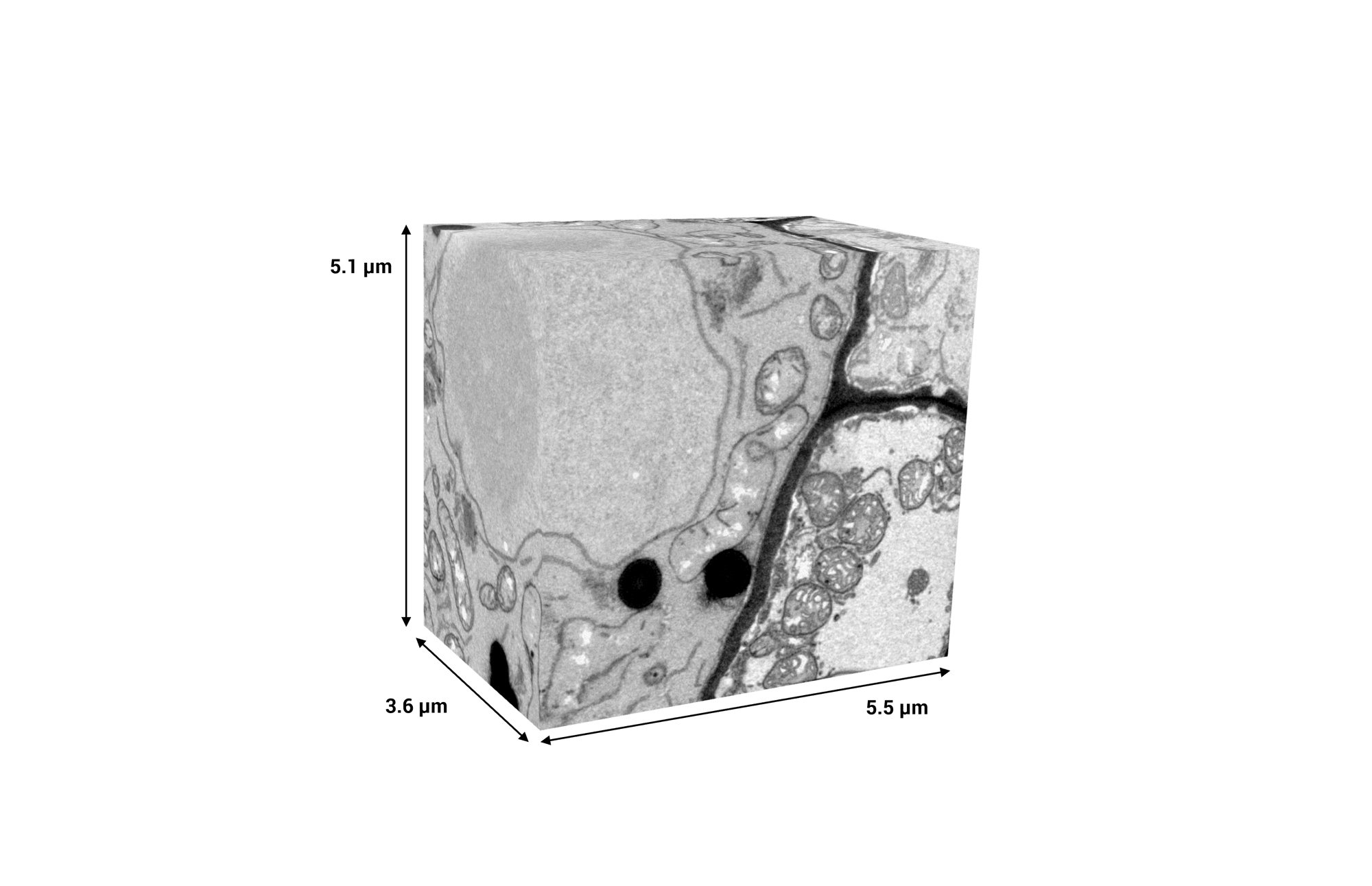 Reconstruct Cellular Networks in 3D with Tescan Xe plasma FIB-SEM