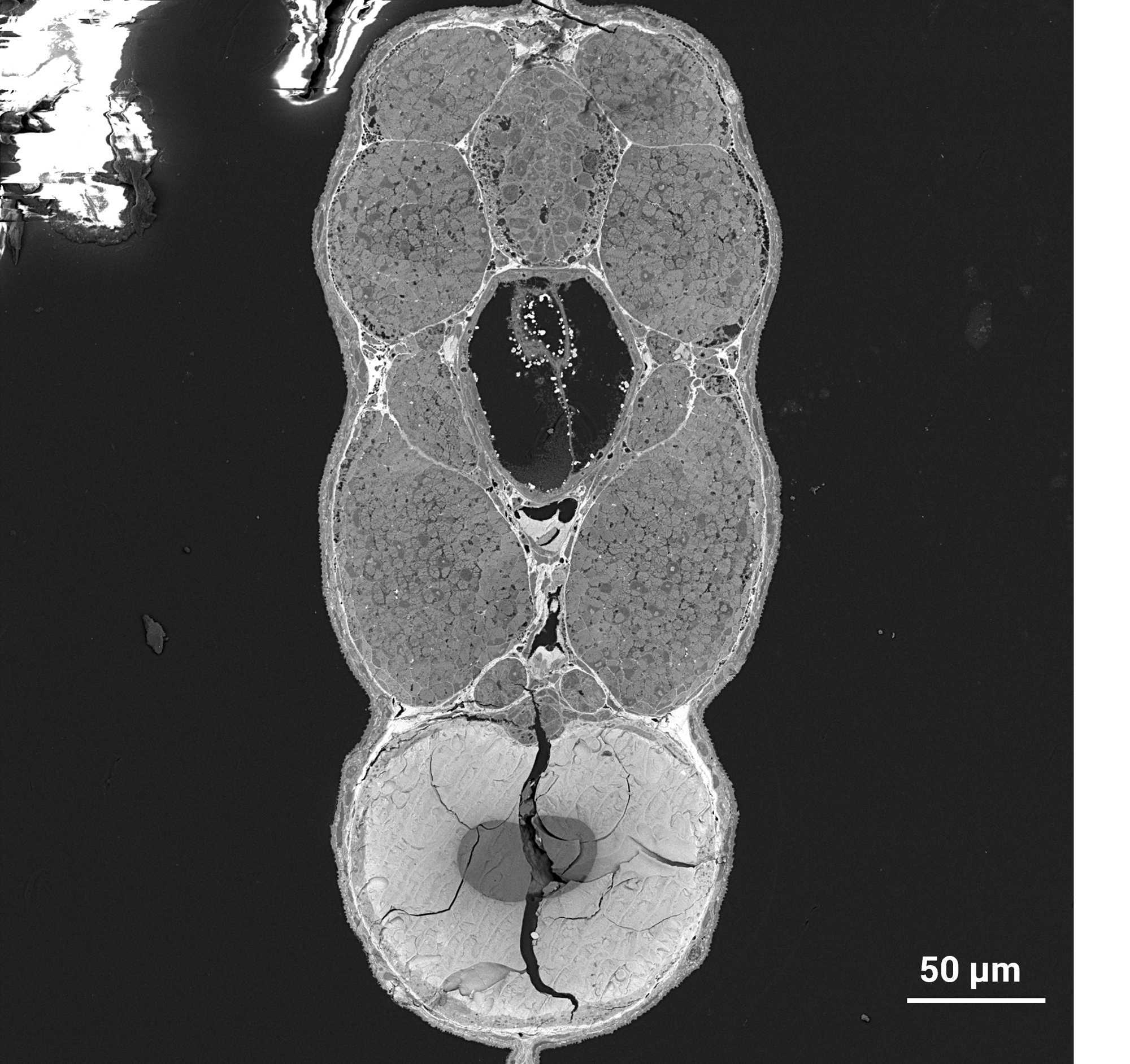Capture Entire Embryo Regions in a Single Continuous Run