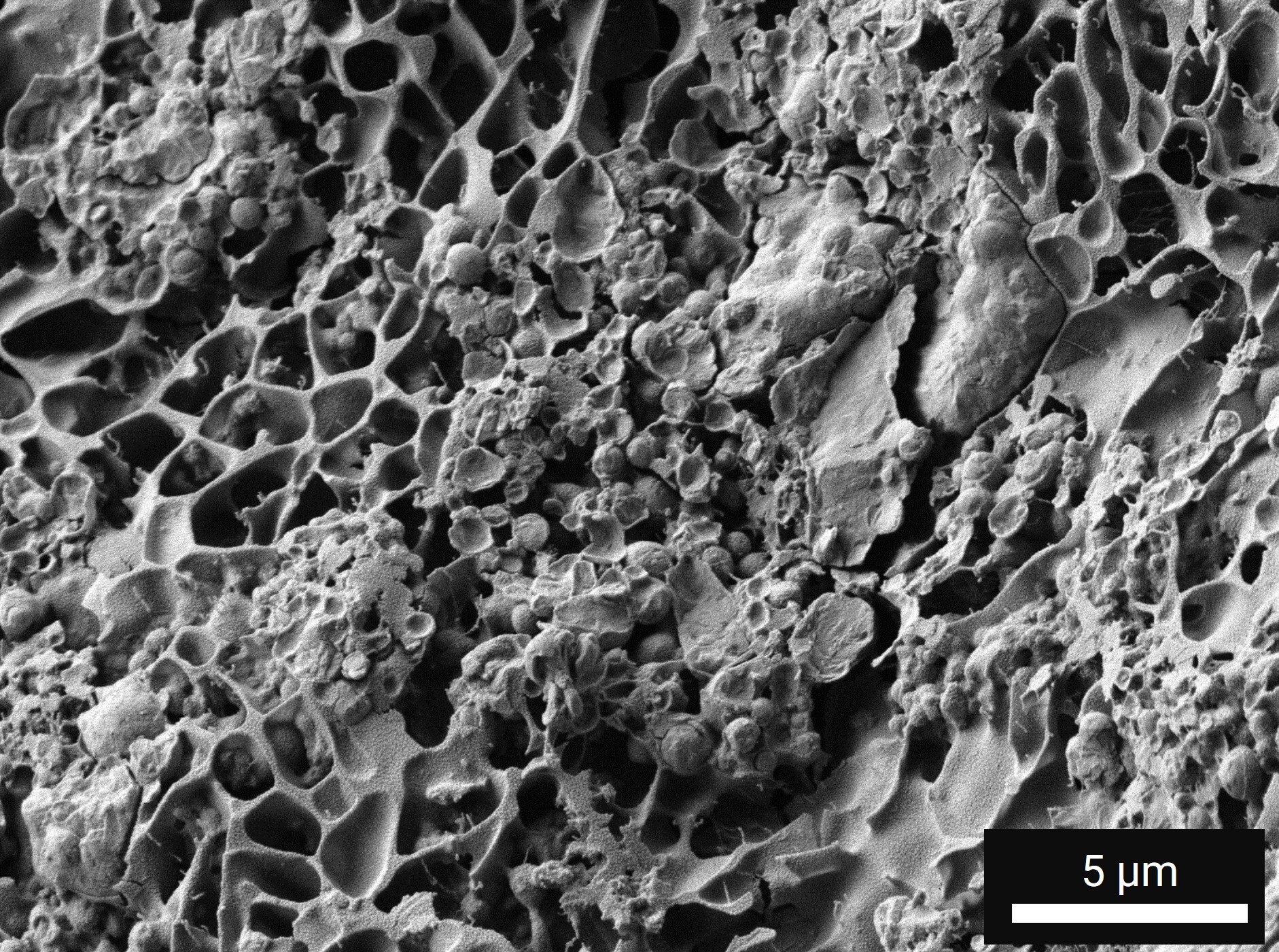 Characterize Protein Matrix Organization and Integrity and Uncover Protein Matrix Patterns Behind the Taste