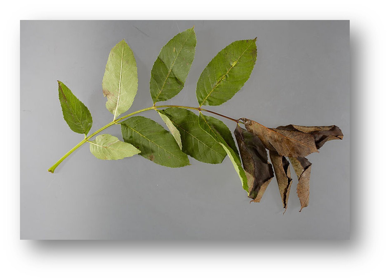 Link External Symptoms with Internal Fungal infection progress