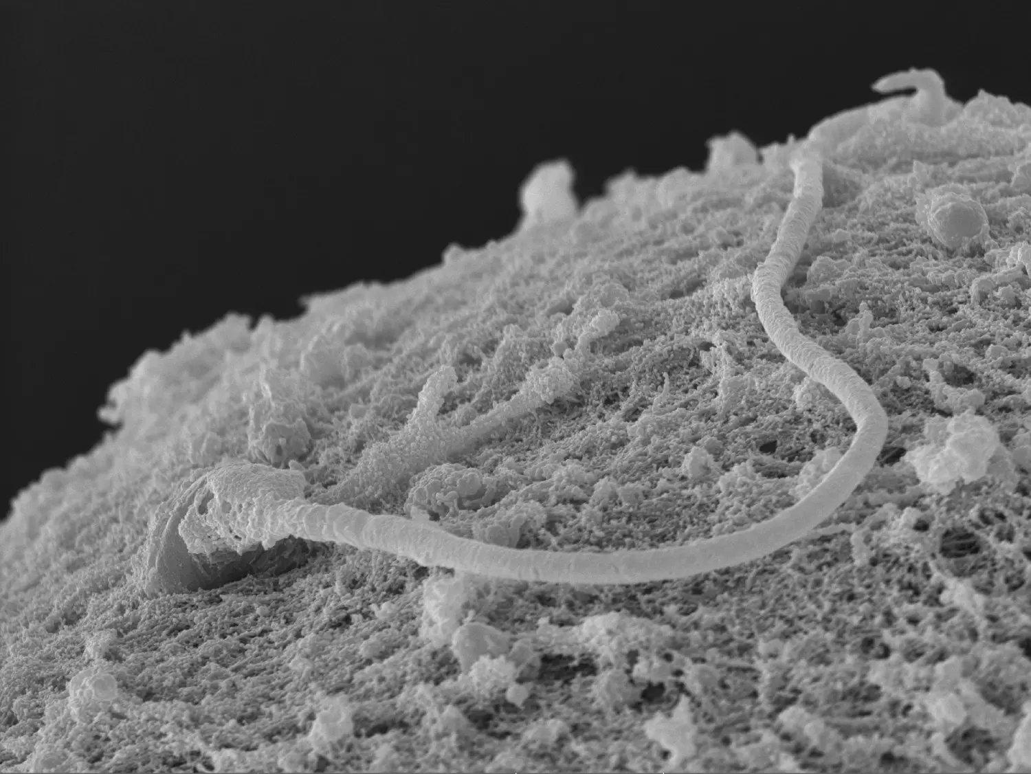 Capture Individual Sperm–Oocyte Interactions with High Contrast