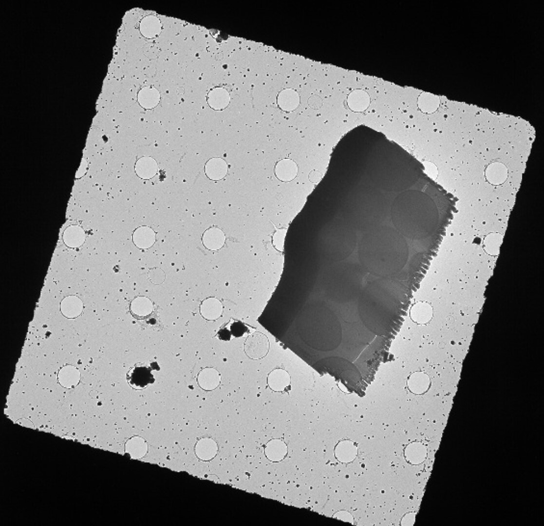Low magnification TEM image of yeast cryo EXLO manipulated to a C-Flat grid.