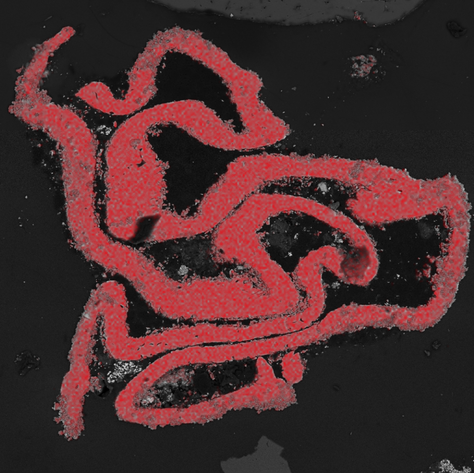 Copper current collector locking graphite  as identified by Tescan TIMA to improve recycling efficiency and sustainability