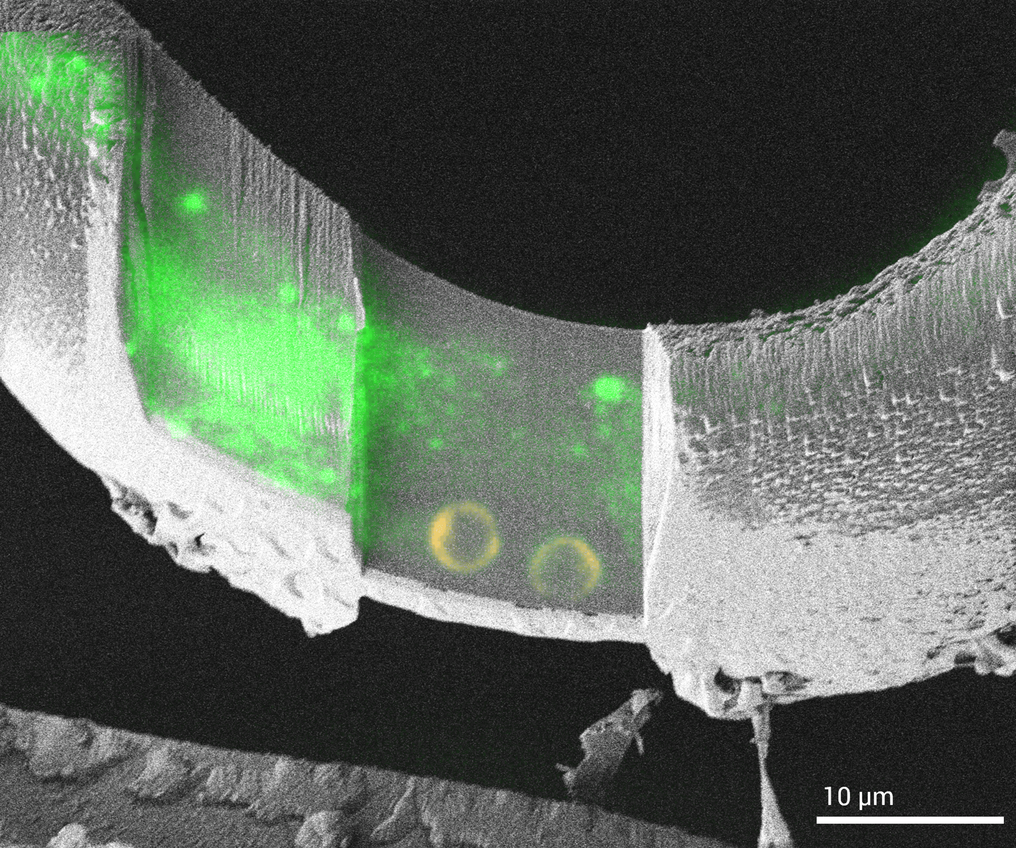 AMBER 2 FLM lamella