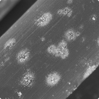 Ag fibres_1.5kV_300pA_AxialBSE_02