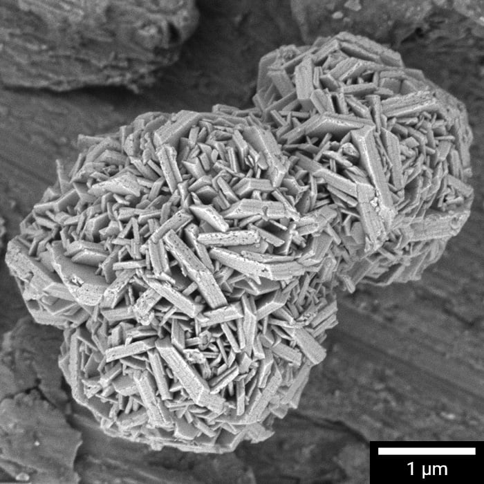 CLARA-img-700x700px-scalebar2