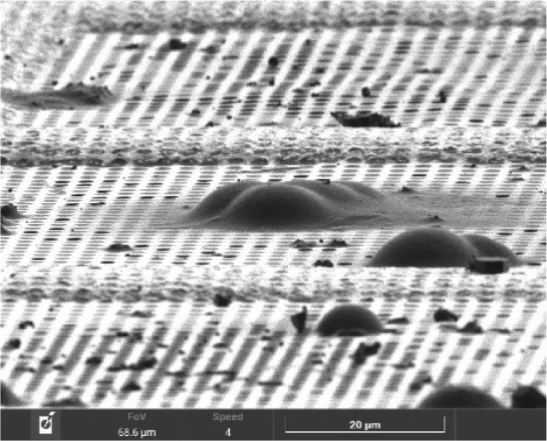 FIB SE image displaying Chlamydomonas reinhardtii cells distributed on the TEM grid surface.