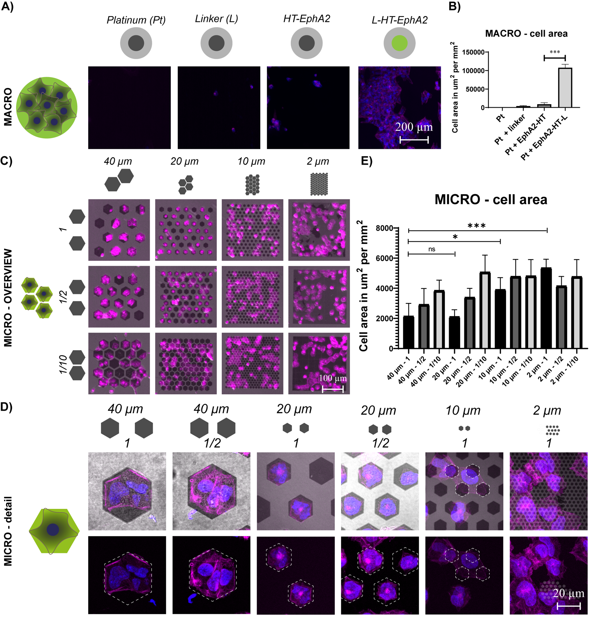 Freestanding silicon nanowires after Gallium implantation and wet etching release