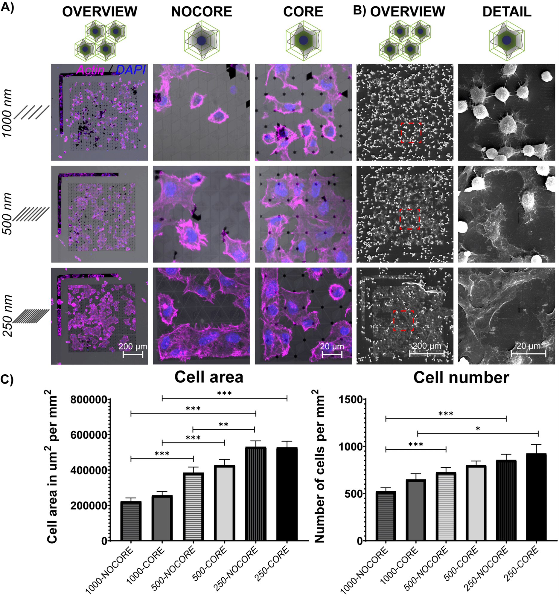 Quantification of ephrin clustering and signaling responses