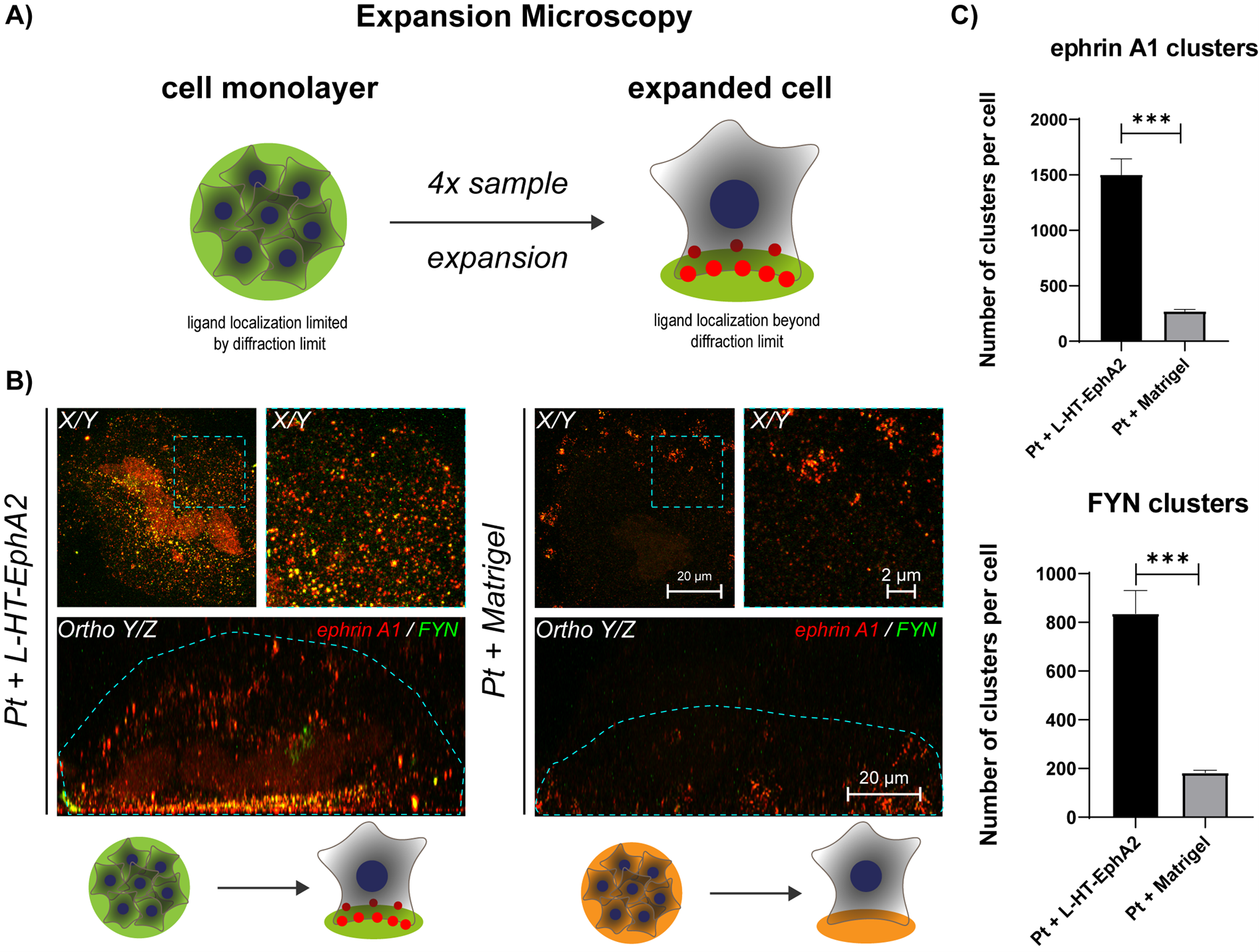 hPSCs direct membrane-bound ephrin A1 ligands toward immobilized L-HT-EphA2, as revealed by Expansion Microscopy and confirmed by increased ephrin A1/FYN colocalization compared to Matrigel controls
