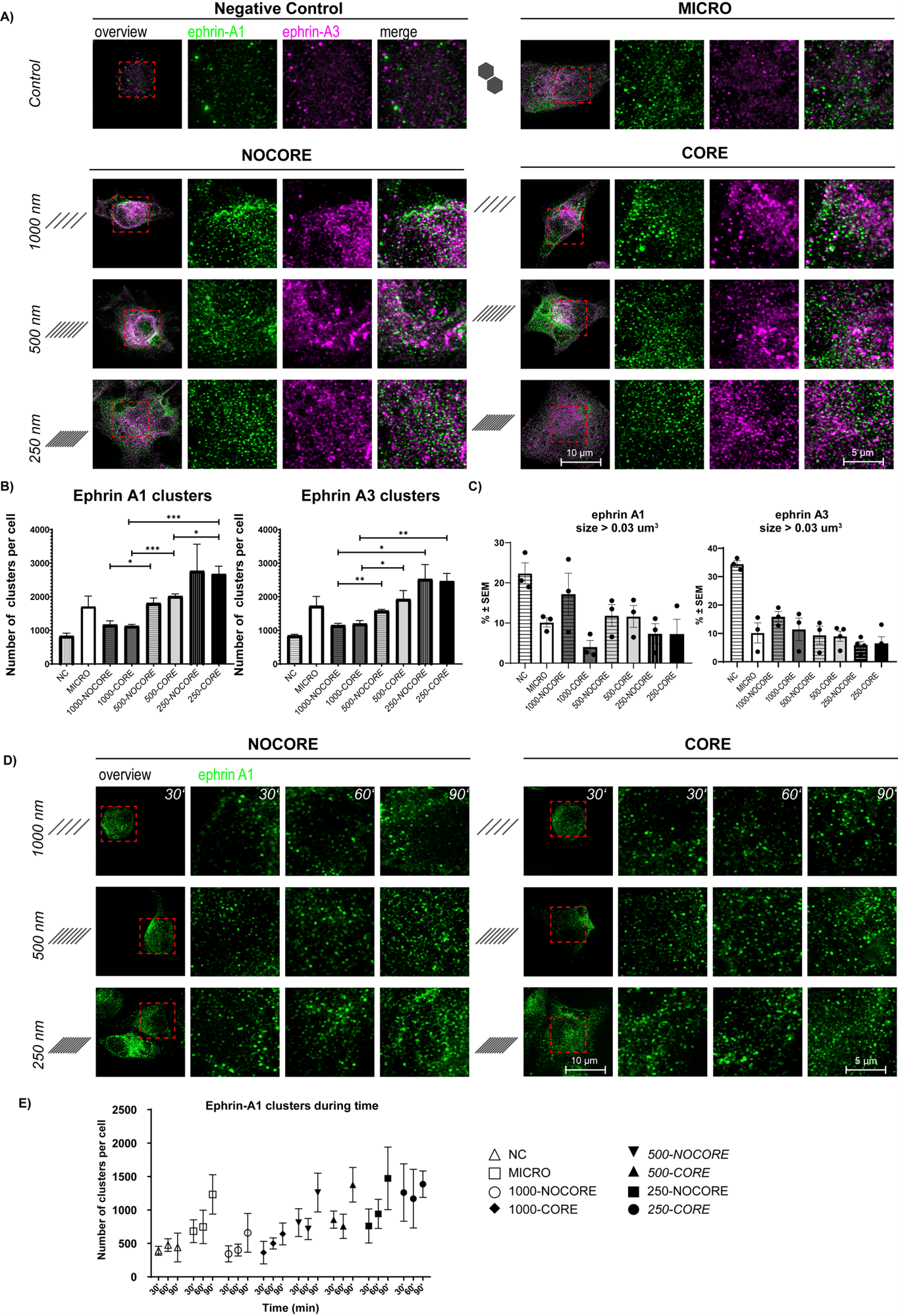 Nanopatterned L-HT-EphA2 modulates the intracellular localization, size, number, and temporal dynamics of ephrin A1 and A3 ligand clusters in hPSCs, as shown by SIM imaging and quantitative analysis