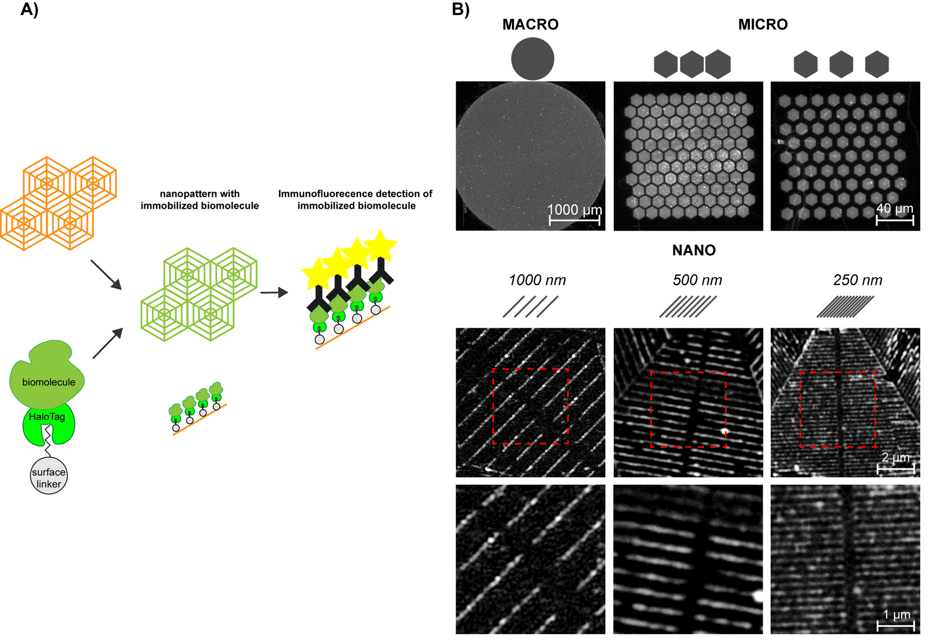Immunofluorescence validation of HaloTag-EphA2 localization