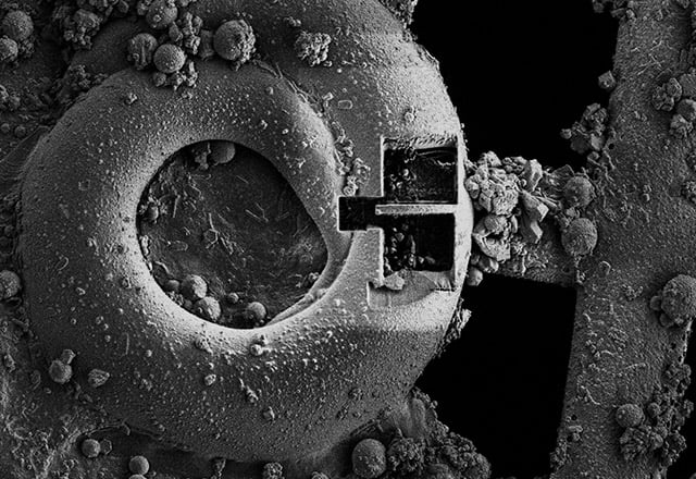 Employing TESCAN AMBER X 2 Powered