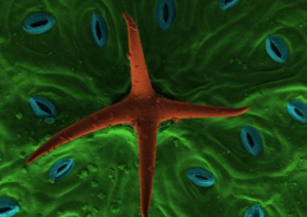 Leaf_surface Morphology