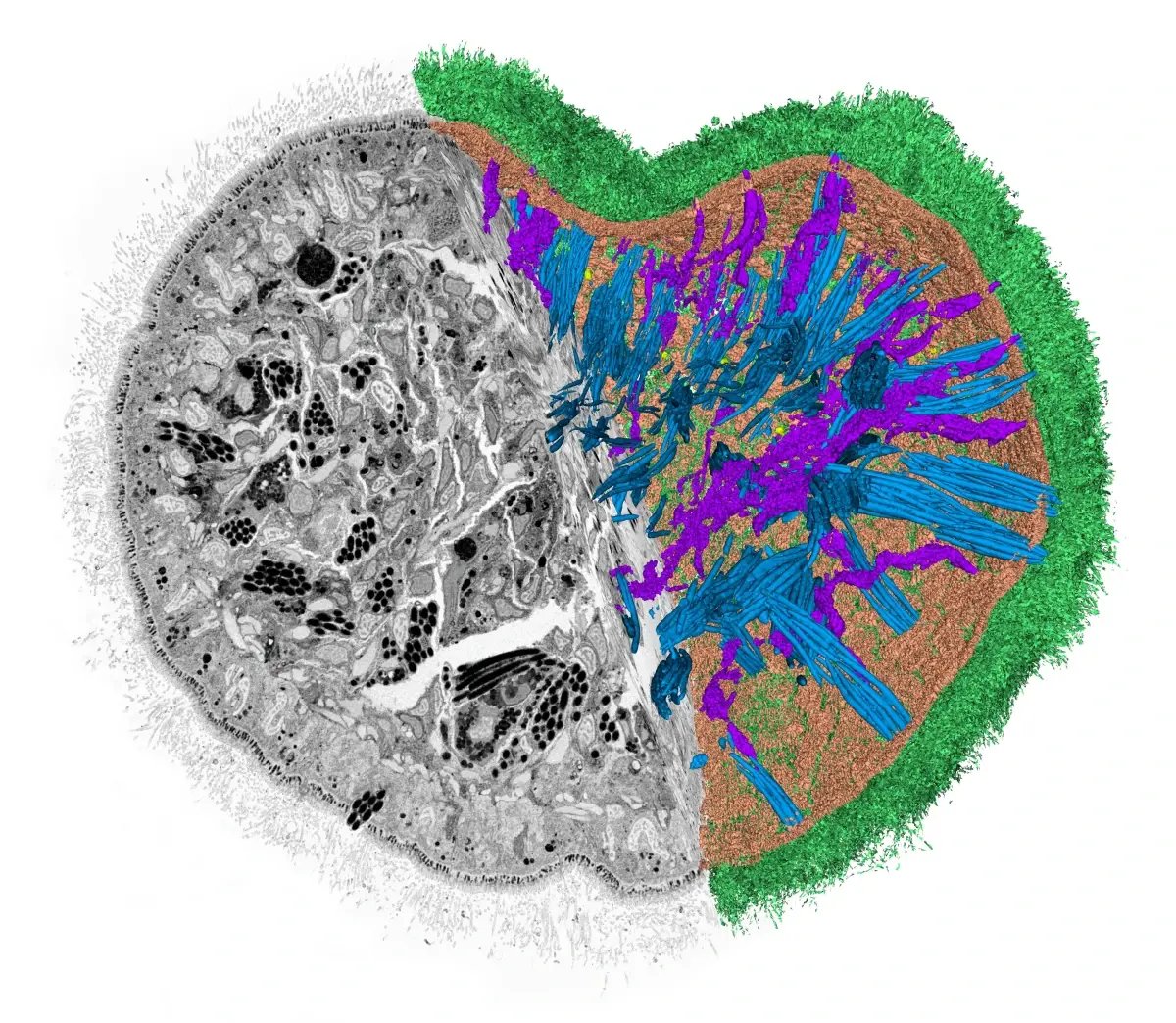 Life_Science_1x