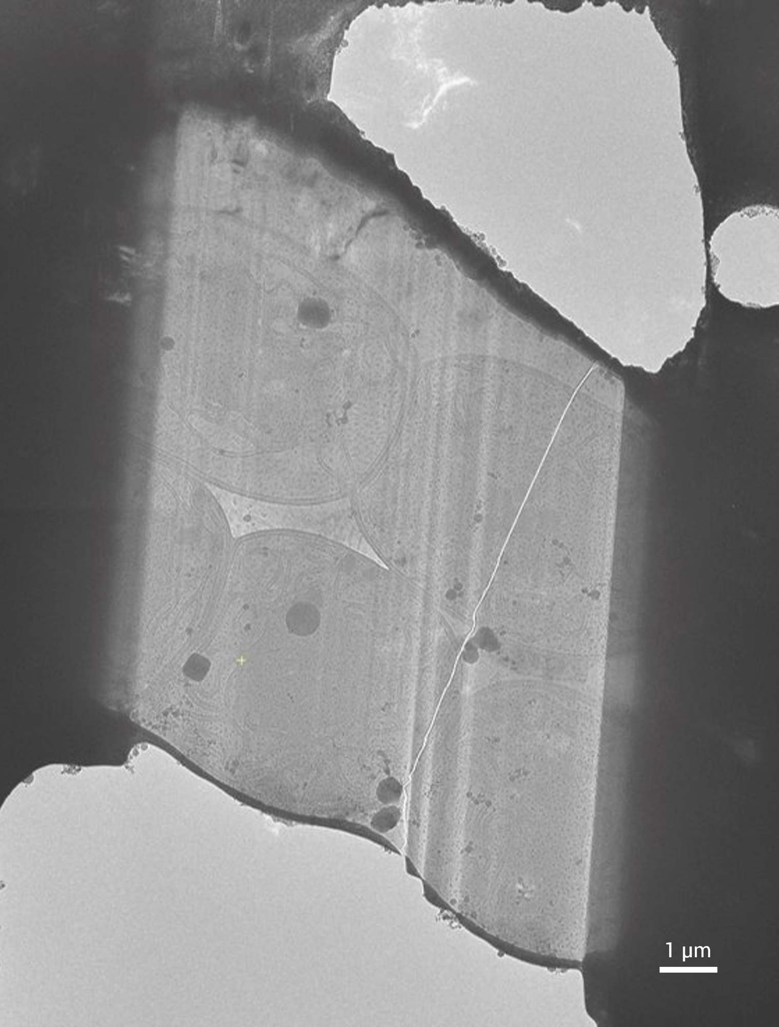 Solaris X2 cryo lamella