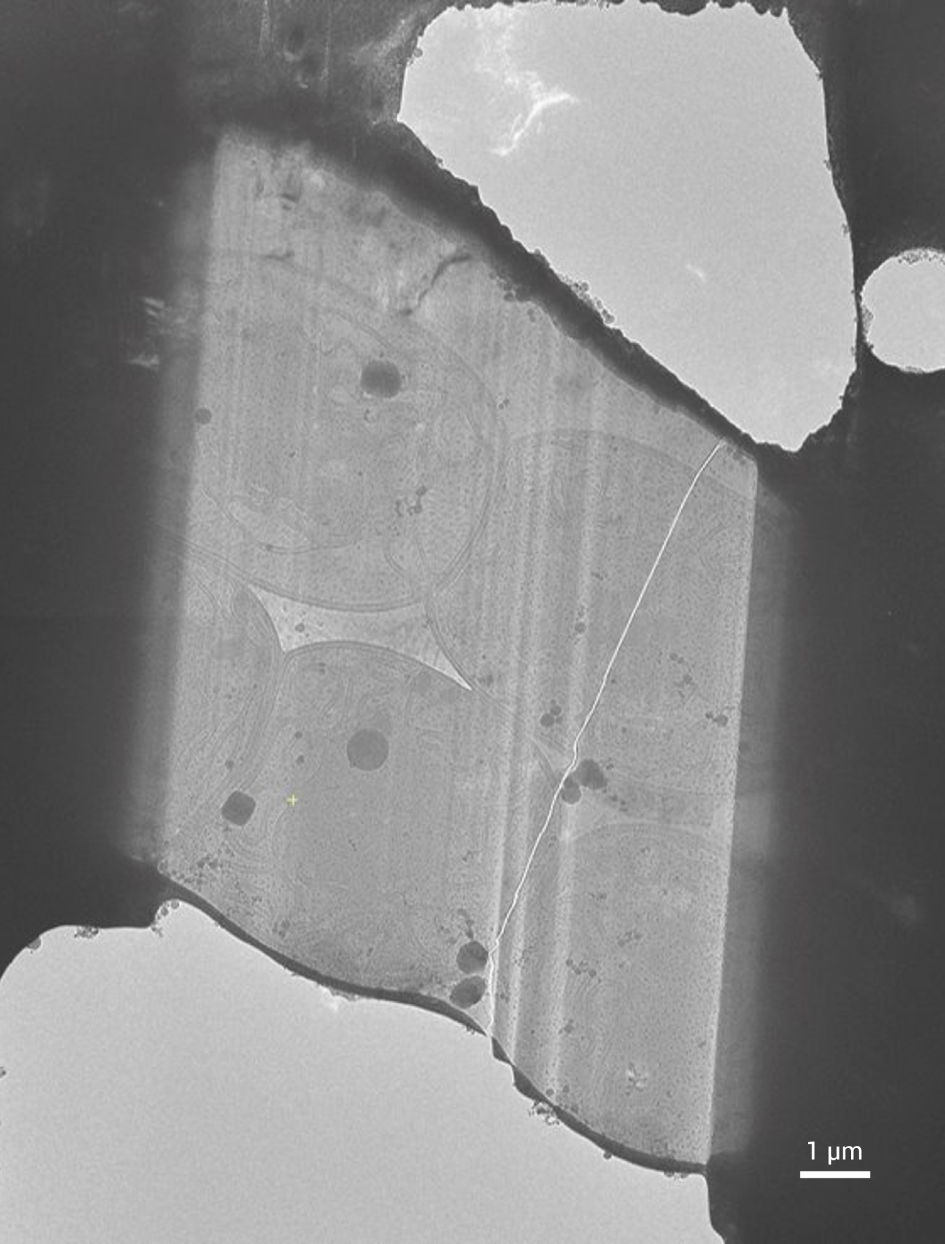 Solaris X2 cryo lamella