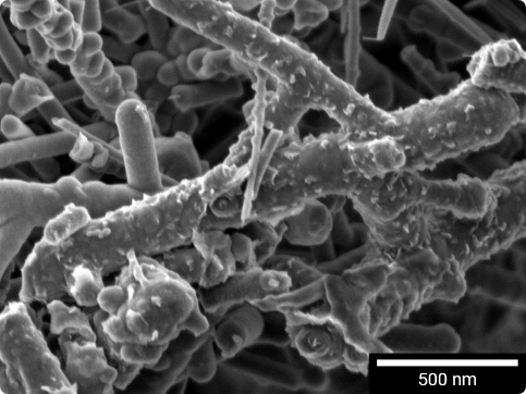Carbon nanotubes captured at 1 keV accelerating voltage.