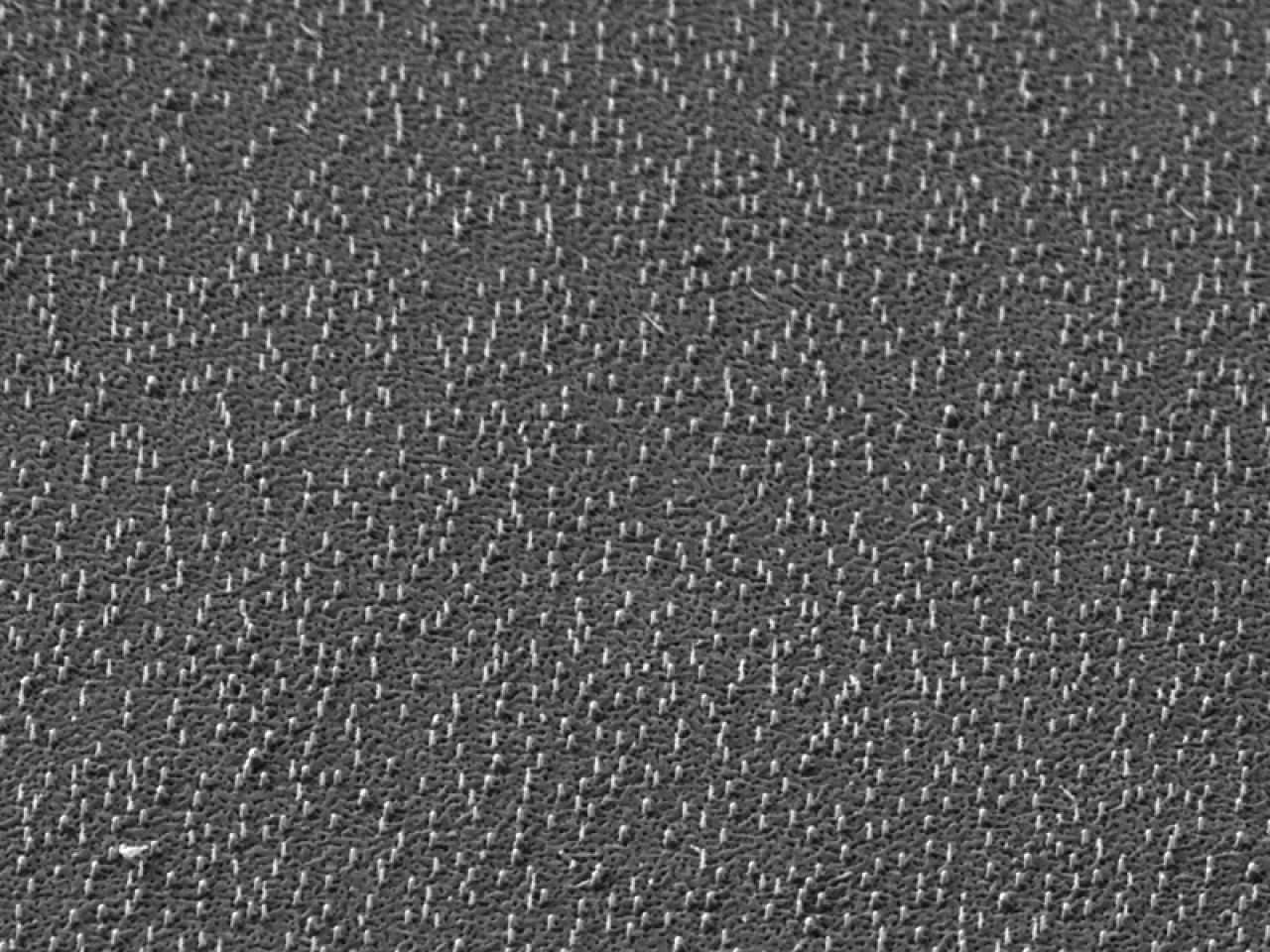 Cobra ExB FIB column for ion species selection
