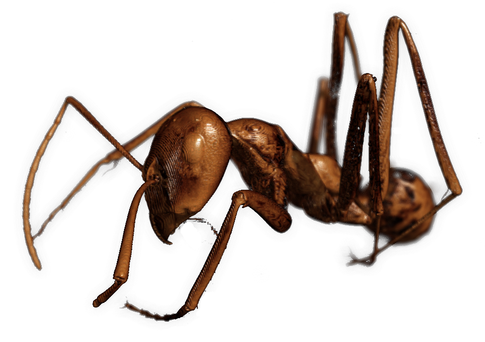panthera AI ant render