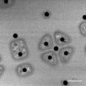 TEM Lamellae to the Zone Axis