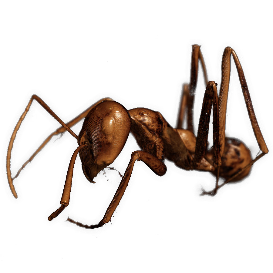 Southern European Desert ant | Cataglyphis velox | 4 um voxel size | Single FOV overview of whole ant