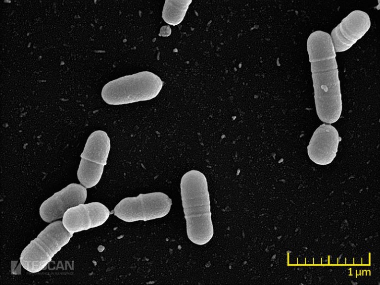 microbiology-tescan